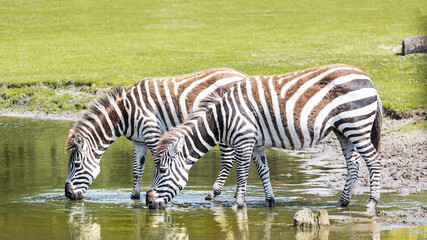 Fototapeta na wymiar Grant's zebra drinking water in nature