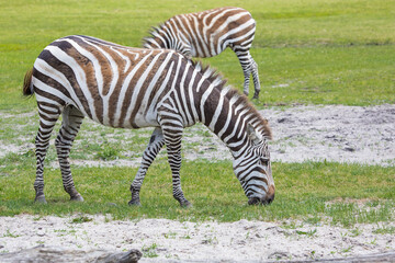 Grant's zebra on the grass field in nature
