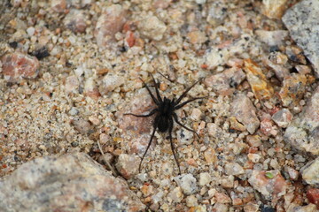 arachnophobie, phobie, insecte, cailloux, sable, araignée, macro, animal, noir, gros plan, petit