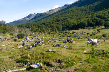 Fototapeta na wymiar Belleza del paisaje y natural del Parque Nacional Tierra de Fuego, Ushuaia Argentina. 