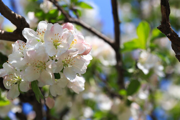 Blooming apple tree in the spring garden. Natural texture of flowering. Close up of white flowers on a tree. Against the blue sky