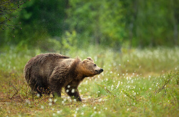 Fototapeta na wymiar Eurasian Brown bear shaking off water after the rain in a forest