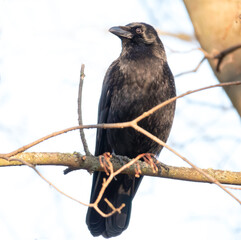 Rabenkrähe im Baum