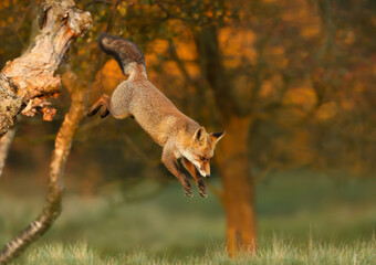 Close up of a red fox jumping from a tree