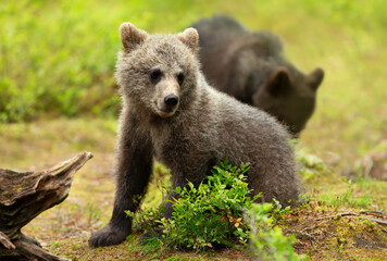 Naklejka na ściany i meble Close up of a cute Eurasian Brown bear cub in a forest