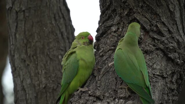 Two green parrots in front of their nest in a tree