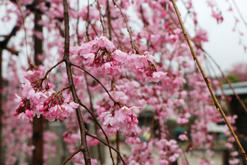 枝垂れ桜