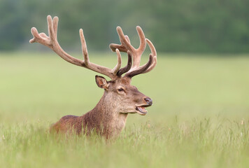 Naklejka na ściany i meble Red deer stag with velvet antlers in summer