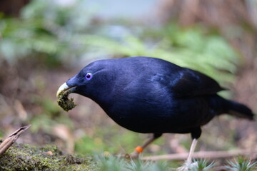 A closeup of the black bird