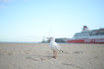A beach view with seagull