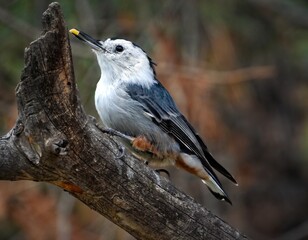 White-breasted Nuthatch (Sitta carolinensis) Perched on a Old Branch in a Pine Forest with a Small Piece of Food 
