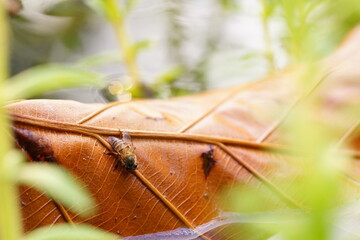 Anthophila drinking water on dry leaves.