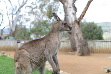 The beauty of kangaroo