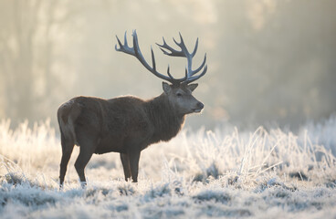 Red deer stag in winter at sunrise