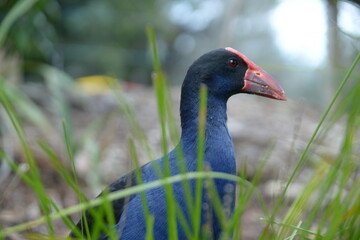 Fototapeta premium A closeup of the black bird