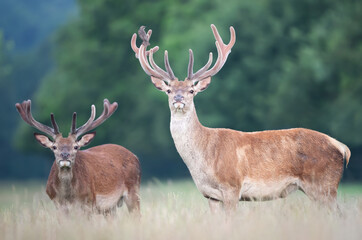 Naklejka na ściany i meble Two red deer stags with velvet antlers in summer