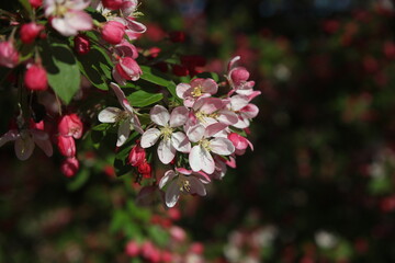 pink European crab apple blossom