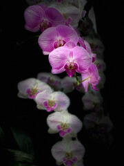 Naklejka na ściany i meble Orchid in full Bloom: Moth Orchid, Phalaenopsis at indoor garden black background
