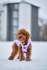 Toy poodle dog in knitted winter clothes. A red-brown toy poodle puppy on a winter walk in a snowy park.