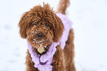 Toy poodle dog in knitted winter clothes. A red-brown toy poodle puppy on a winter walk in a snowy...