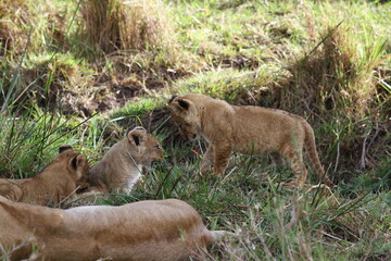 Fototapeta na wymiar Cute lion cub agrresively attacks his his two siblings