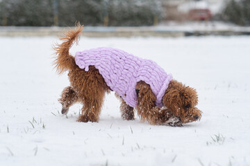 Toy poodle dog in knitted winter clothes. A red-brown toy poodle puppy on a winter walk in a snowy park.