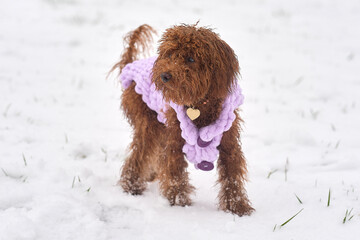 Toy poodle dog in knitted winter clothes. A red-brown toy poodle puppy on a winter walk in a snowy park.