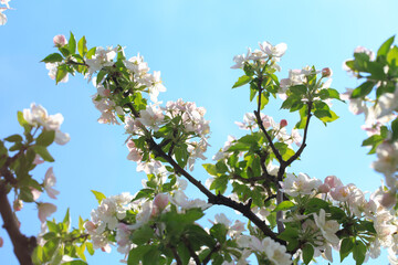 Blooming apple tree in the spring garden. Natural texture of flowering. Close up of white flowers on a tree. Against the blue sky