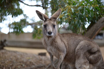 The beauty of kangaroo
