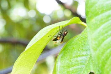 Vespa affinis found in gardens.