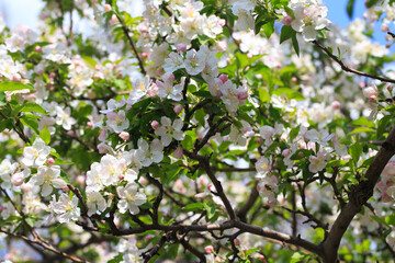 Blooming apple tree in the spring garden. Natural texture of flowering. Close up of white flowers on a tree. Against the blue sky