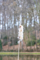 Close-up of the flower spike going to seed of Typha latifolia or Broadleaf Cattail, forest landscape in the blurred background, perennial herbaceous plant, cloudy day in the Netherlands © Emile