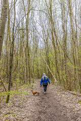 Obraz premium Hiking trail with woman walking with her brown dachshund among bare trees, back to camera, long gray hair and blue jacket, cloudy day in Strijthagerbeekda nature reserve, South Limburg, Netherlands
