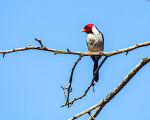 Ave Cardeal no pantanal mato-grossense