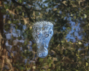 Fototapeta na wymiar Cabeca de jacaré para fora d'água no pantanal mato-grossense 