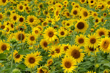 Summer yellow sunflowers in a country field in Michigan