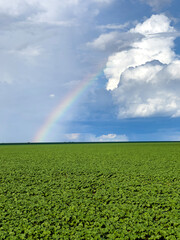 Rainbow formed over the crop during the rainy season in the state of Mato Grosso