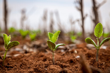 newly emerged soybean plant in excellent development