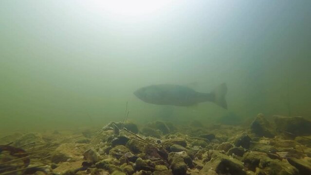 Large mouth bass underwater guarding bed in Lake Murray, SC