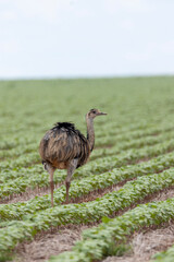 Ema (a kind of bird cousin to the ostrich) roaming freely in the cotton field in the state of Mato Grosso