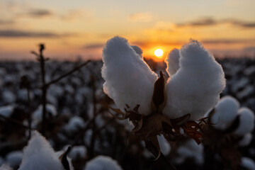 Sunset in the cotton field in the state of Mato Grosso