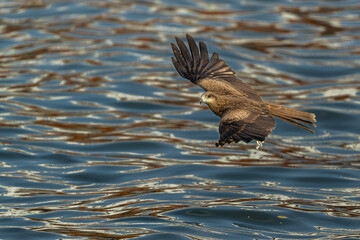 black kite in flight