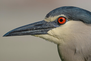 Black-crowned night heron
