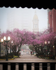 Via del vino  em bento Gonçalves, em manha com neblina 