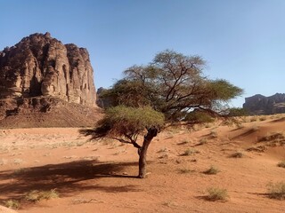 tree in the desert background beautiful rock mountains 