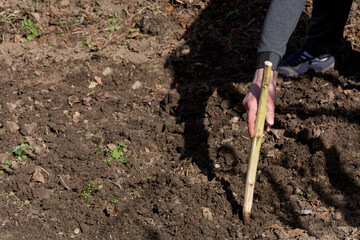A mans hand is making a hole in the ground using a primitive wooden tool, in which a vegetable is going to be planted