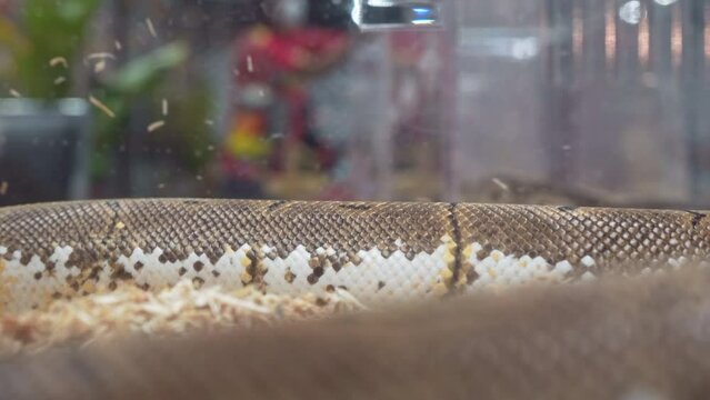 Ball python was slithering in the glass cabinet waiting to be sold. It's a popular pet in Thailand.
