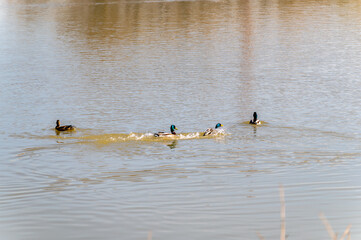 A drake drives other drakes away from its duck