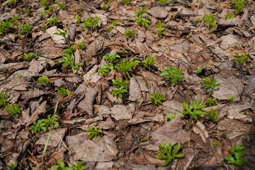 Small green plants growing in the spring forest among the dry brown last year leaves. Early spring in the forest. Natural background. Medium shot.