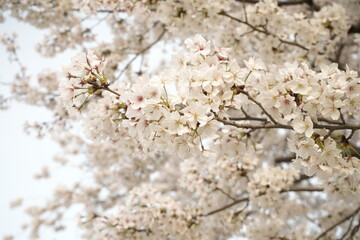 Cherry Blossoms Flower, Japanese Sakura blooming in Spring, Blurred Background - ピンク 春の花 桜 